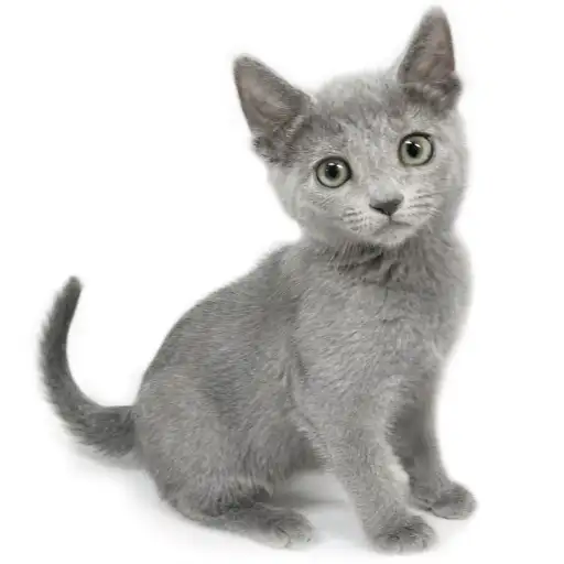 ロシアンブルー