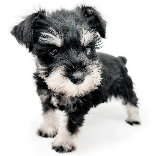 ミニチュア・シュナウザー