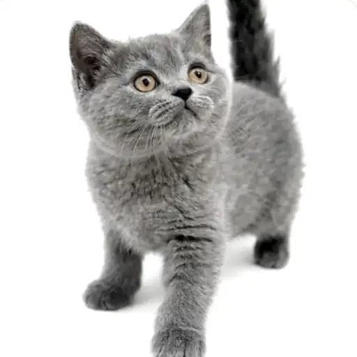 ブリティッシュショートヘア