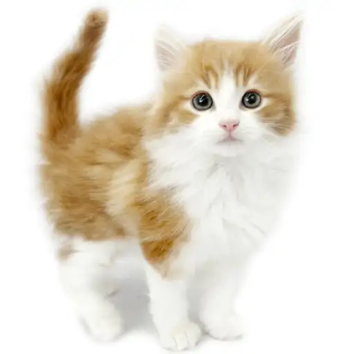 ノルウェージャンフォレストキャット