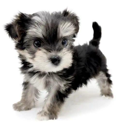 MIX（マルチーズ×ヨークシャーテリア）