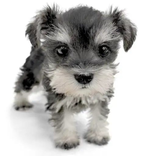 ミニチュア・シュナウザー