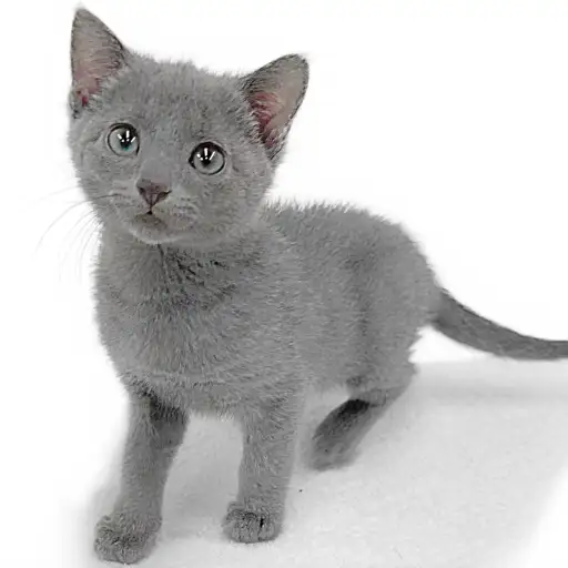 ロシアンブルー