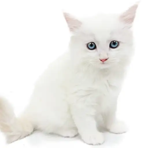 ネヴァマスカレード