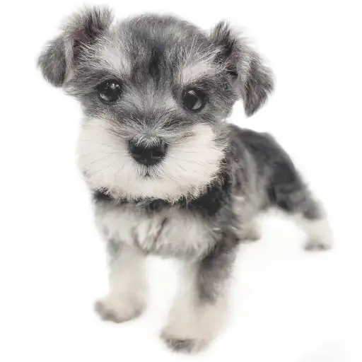 ミニチュア・シュナウザー