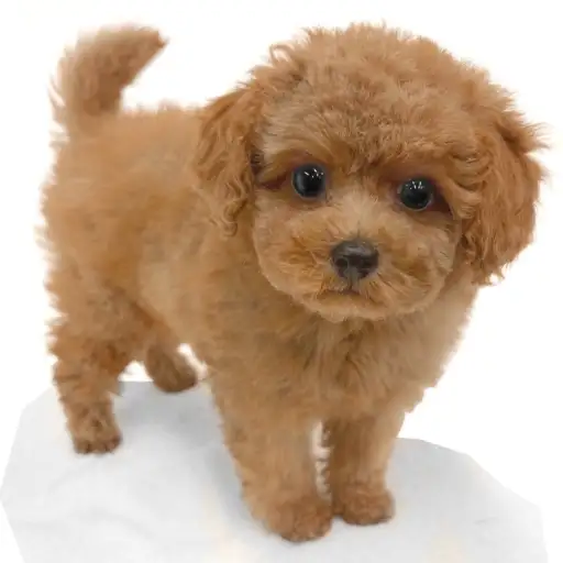 トイ・プードル