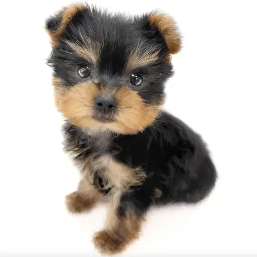 ヨークシャーテリア