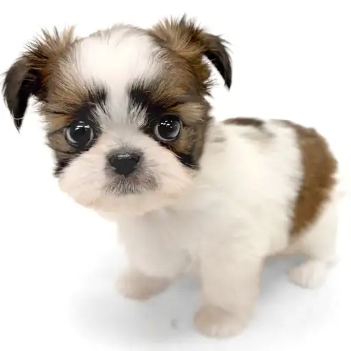 MIX（チワワ×シーズー）