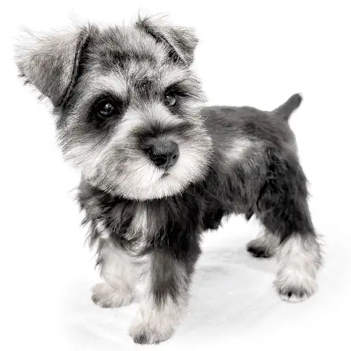 ミニチュア・シュナウザー