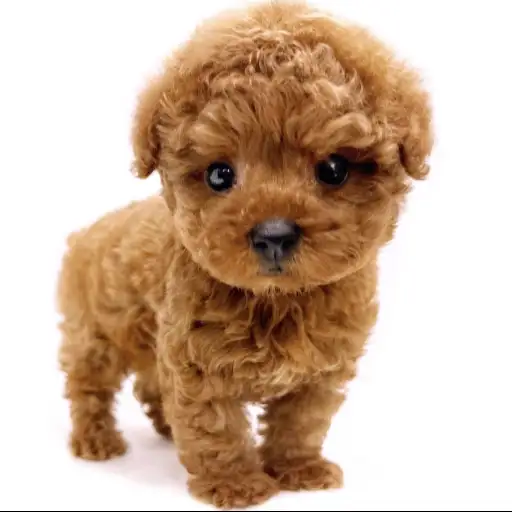 トイ・プードル