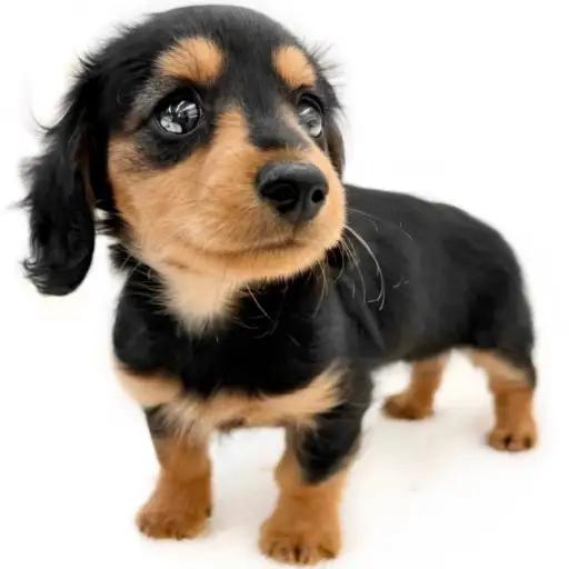 カニンヘン・ダックスフント