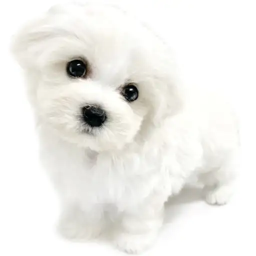 MIX（キャバリアキングチャールズスパニエル×ビションフリーゼ）