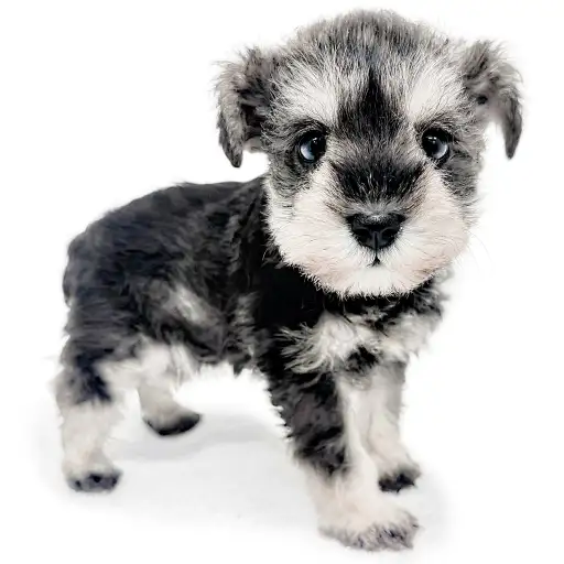 ミニチュア・シュナウザー