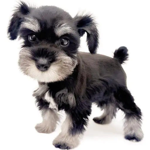 ミニチュア・シュナウザー