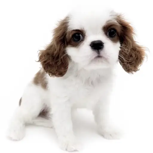 キャバリア・キングチャールズ・スパニエル