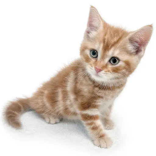 アメリカンショートヘア