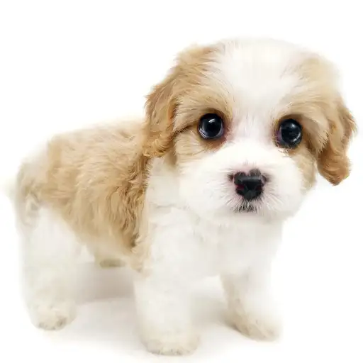 MIX（キャバリアキングチャールズスパニエル×ビションフリーゼ）