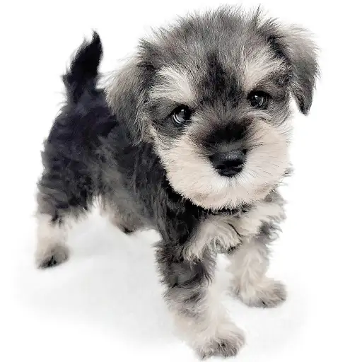 ミニチュア・シュナウザー