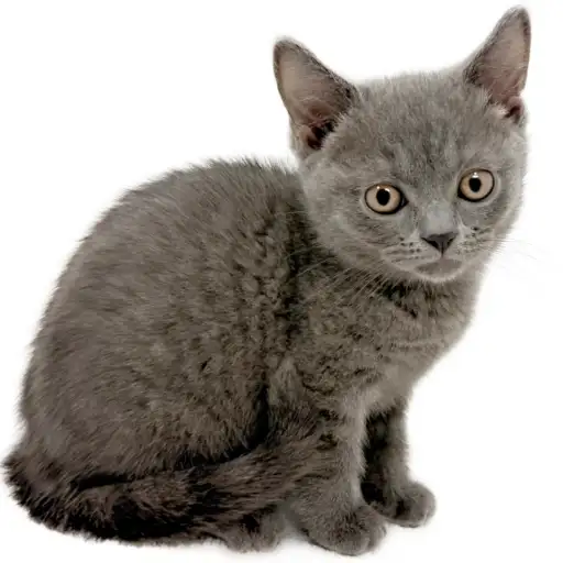 ブリティッシュショートヘア