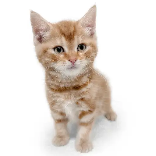 アメリカンショートヘア