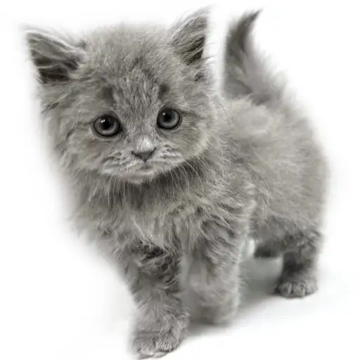 ブリティッシュロングヘア