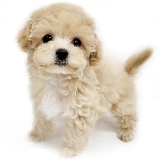 MIX（マルチーズ×トイプードル）