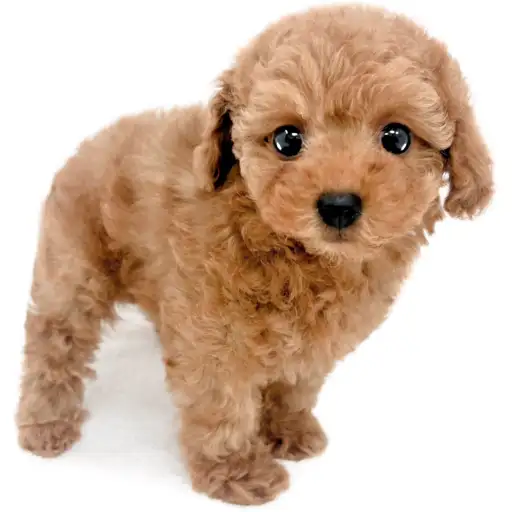 トイ・プードル