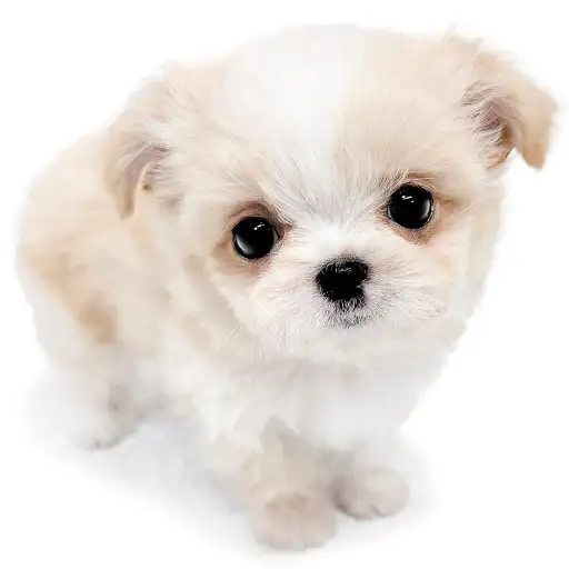 MIX（マルチーズ×チワワ）