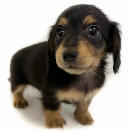 カニンヘン・ダックスフント