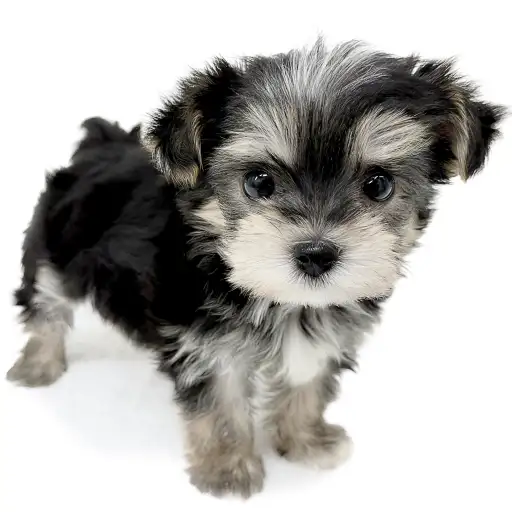 MIX（マルチーズ×ヨークシャーテリア）