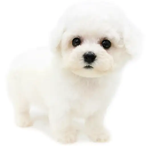 ビションフリーゼ