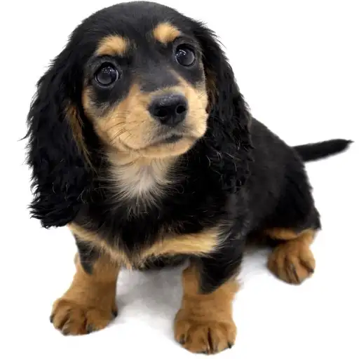 ミニチュア・ダックスフント