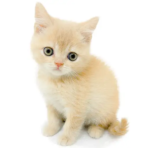 ブリティッシュショートヘア