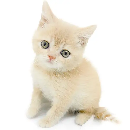 ブリティッシュショートヘア