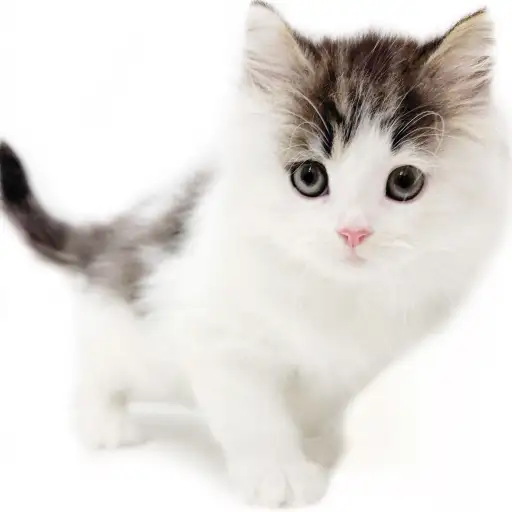 ノルウェージャンフォレストキャット