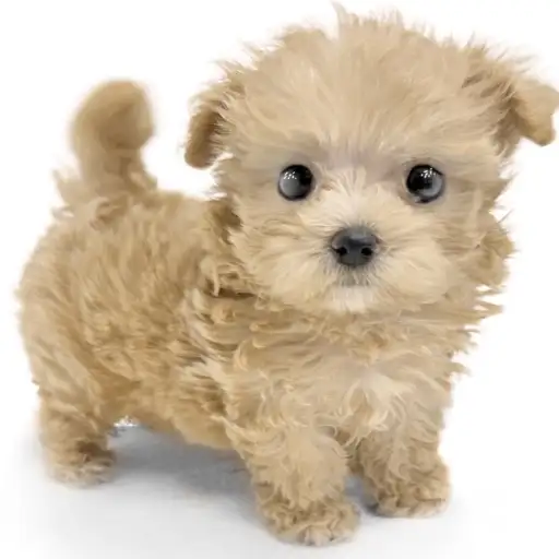 MIX【マルチーズ×（マルチーズ×トイプードル）】
