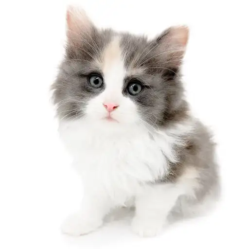 ノルウェージャンフォレストキャット