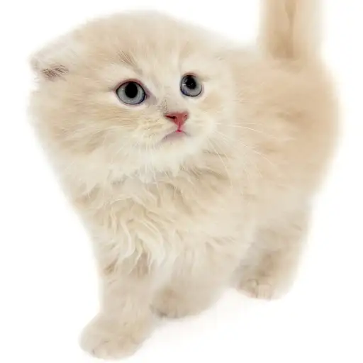 スコティッシュフォールド