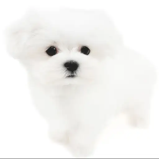 マルチーズ