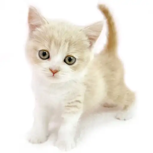 ブリティッシュショートヘア