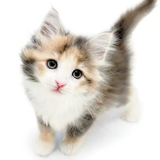 ノルウェージャンフォレストキャット