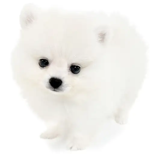 ポメラニアン