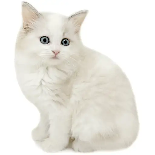 ネヴァマスカレード