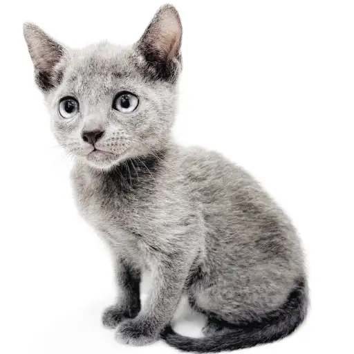 ロシアンブルー