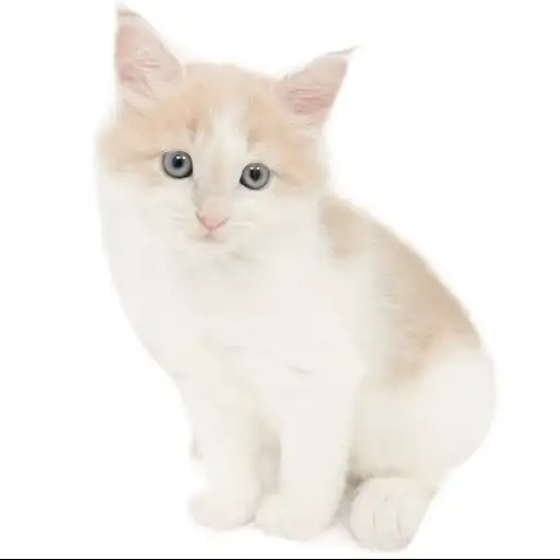 ノルウェージャンフォレストキャット