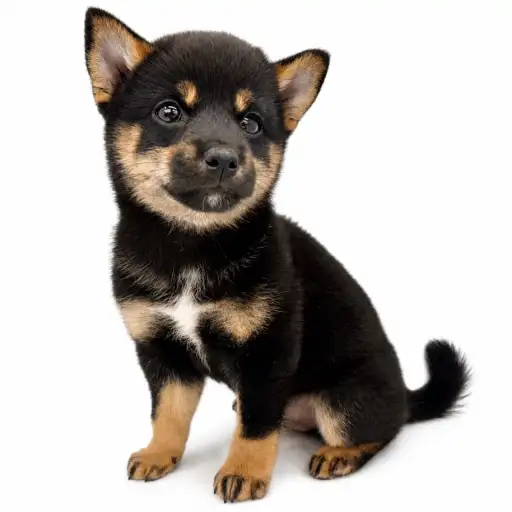 柴犬