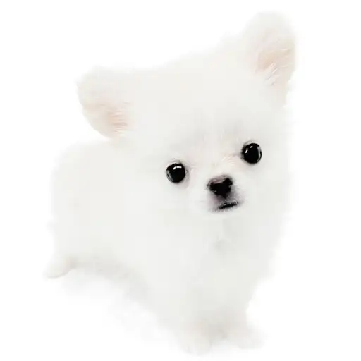 チワワ