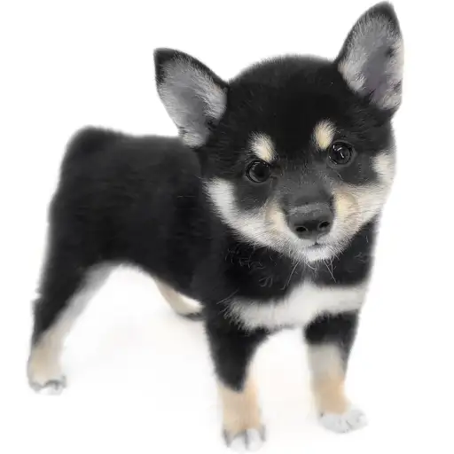 柴犬