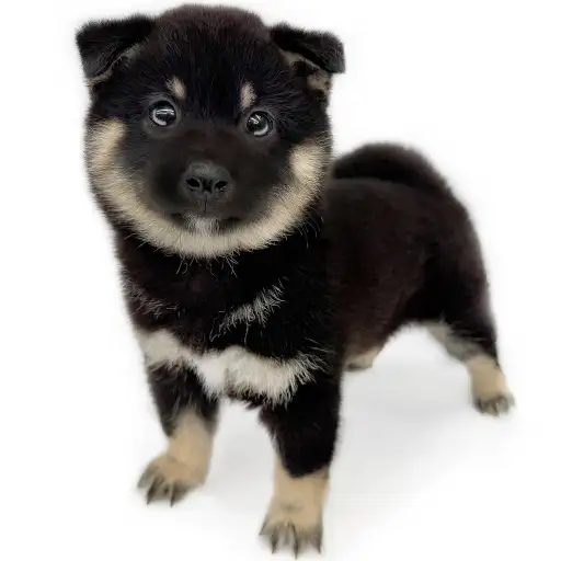 柴犬