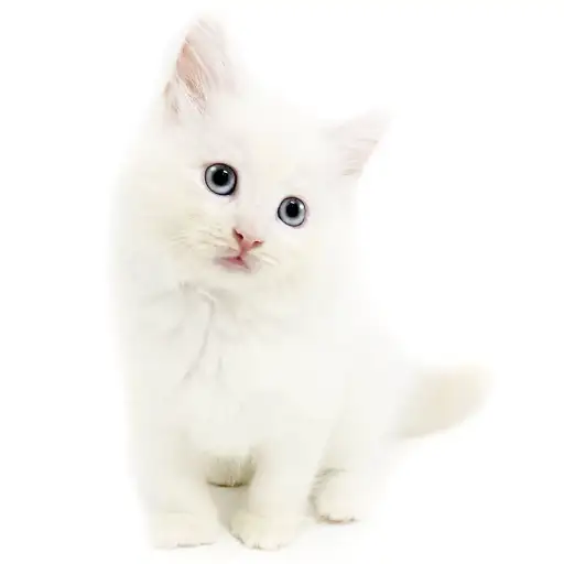 ネヴァマスカレード